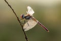 Dragonfly on a blade of grass dries its wings from dew under the first rays of the sun before flight Royalty Free Stock Photo