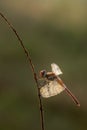 Dragonfly on a blade of grass dries its wings from dew under the first rays of the sun before flight Royalty Free Stock Photo