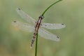 the dragonfly on a blade of grass dries its wings from dew under the first rays of the sun before flight Royalty Free Stock Photo