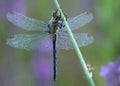 The dragonfly on a blade of grass dries its wings from dew under the first rays of the sun before flight Royalty Free Stock Photo