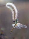 Early in the morning dragonfly on a blade of grass dries its wings from dew under the first rays of the sun before flight Royalty Free Stock Photo