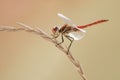 A dragonfly on a blade of grass dries its wings from dew under the first rays of the sun before flight Royalty Free Stock Photo