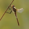A dragonfly on a blade of grass dries its wings from dew under the first rays of the sun before flight Royalty Free Stock Photo