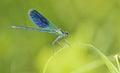 Dragonfly on a blade of grass Royalty Free Stock Photo