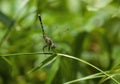 Dragonfly on a blade of grass Royalty Free Stock Photo