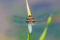 Dragonfly blue adult insect or Orthetrum cancellatum on a green background