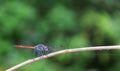 Dragonfly blue body and red tail or Anisoptera perched on dry twigs.