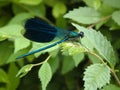 Beautiful dragonfly Water nymph Shiny (calopteryx splendens) sitting on the leaf. Royalty Free Stock Photo