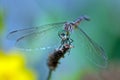 Dragonfly Blue Dasher Royalty Free Stock Photo