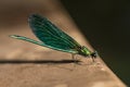Dragonfly Blue Dasher