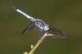 Blue Dasher Dragonfly Pachydiplax longipennis Royalty Free Stock Photo