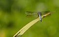 Dragonfly Royalty Free Stock Photo