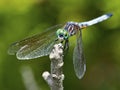 Dragonfly Blue Dasher Royalty Free Stock Photo