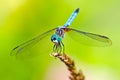 Dragonfly Blue Dasher