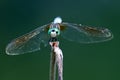 Dragonfly Blue Dasher