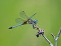 Dragonfly Blue Dasher Royalty Free Stock Photo