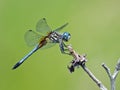 Dragonfly Blue Dasher Royalty Free Stock Photo