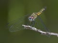 Dragonfly Blue Dasher Royalty Free Stock Photo