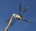 Dragonfly Royalty Free Stock Photo