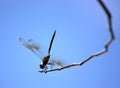 Dragonfly on blue sky Royalty Free Stock Photo
