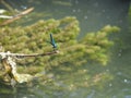 Dragonfly with Blue Wings Sitting on a Branch on a Background of the River. Beautiful dragonfly are sitting on a leaf in the Royalty Free Stock Photo