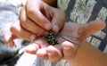 Dragonfly on both hands of a child on a sunny day