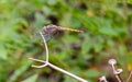 Dragonfly in the bowels of three dry branches