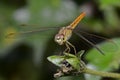 Dragonfly Brachythemis contaminata Beautiful insect Close-up Royalty Free Stock Photo