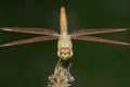 Dragonfly Brachythemis contaminata Beautiful insect Close-up Royalty Free Stock Photo