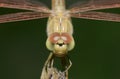 Dragonfly Brachythemis contaminata Beautiful insect Close-up Royalty Free Stock Photo