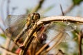 Dragonfly on Bramble