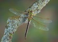 Dragonfly on branch