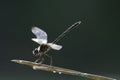 Dragonfly on branch Royalty Free Stock Photo