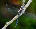 Dragonfly on Branch Royalty Free Stock Photo