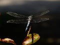 Dragonfly on a Branch Royalty Free Stock Photo
