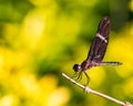 Dragonfly on branch with blurred green background Royalty Free Stock Photo