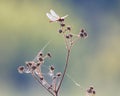 dragonfly on a branch Royalty Free Stock Photo