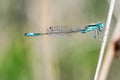 Dragonfly on a branch, great detail