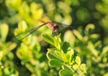 Dragonfly branch wings Royalty Free Stock Photo