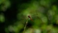 Dragonfly at the branch witing