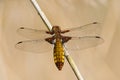 Dragonfly - Broad bodied chaser Royalty Free Stock Photo