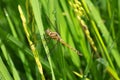 Dragonfly brown color in rice paddy close-up Royalty Free Stock Photo