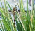 Dragonfly of brown and yellow