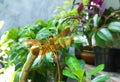 Dragonfly on a bud of leaves