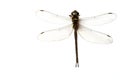 dragonfly bug macro close up image isolated above white background Royalty Free Stock Photo