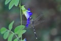 Dragonfly on the butterfly pea , blue pea flower or Clitoria ternatea L or PAPILIONACEAE Royalty Free Stock Photo