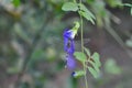 Dragonfly on the butterfly pea , blue pea flower or Clitoria ternatea L or PAPILIONACEAE Royalty Free Stock Photo