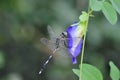 Dragonfly on the butterfly pea , blue pea flower or Clitoria ternatea L or PAPILIONACEAE Royalty Free Stock Photo