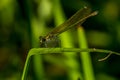 Dragonfly calopterix splendens balanced on a plant at the water`s edge