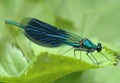 Dragonfly Calopteryx splendens